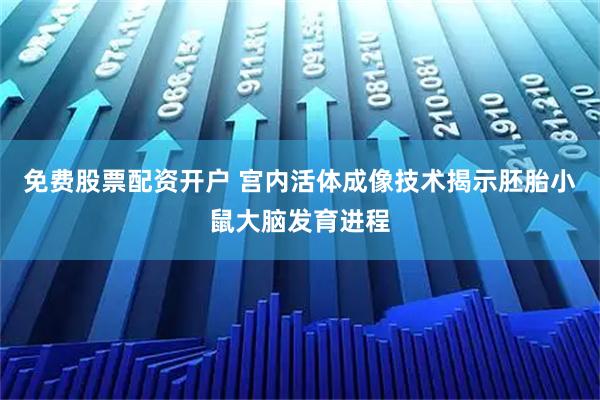 免费股票配资开户 宫内活体成像技术揭示胚胎小鼠大脑发育进程